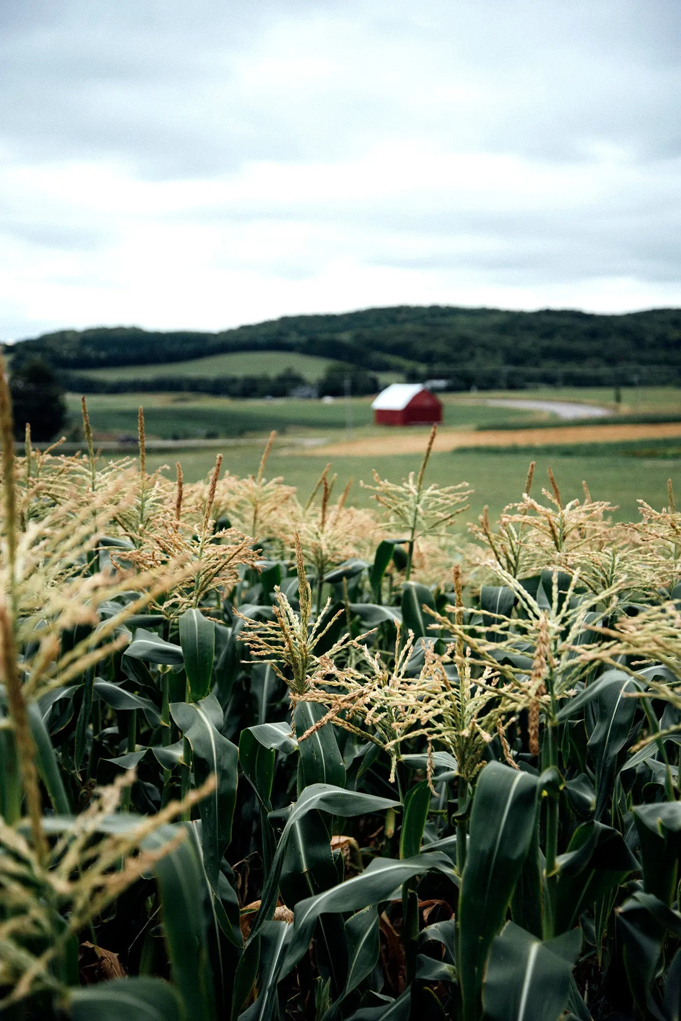 Smoky Corn Salsa